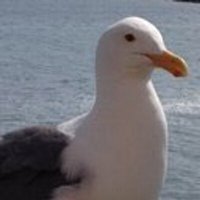 Oracle Park Seagull (@OracleSeagull) 's Twitter Profile Photo