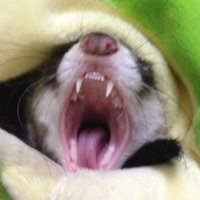 猫まんま (@nekomanma810) 's Twitter Profile Photo 猫まんま (@nekomanma810) 's Twitter Profile Photo