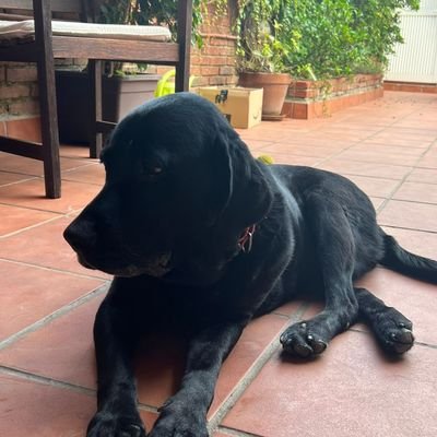 Medico especialista en Geriatría
Amante de la literatura ,la música y el cine.
Me gustan el baloncesto (Barça ,Estudiante & Cavalliers ) y el tenis.