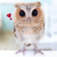 コロッケの召使い🦉 (@korokke0731) 's Twitter Profile