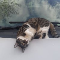 Chris (@chrisjstony) 's Twitter Profile