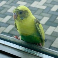 てらふお_ (@4dais6w) 's Twitter Profile