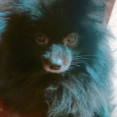 Shuchiko|Rest|さんのプロフィール画像