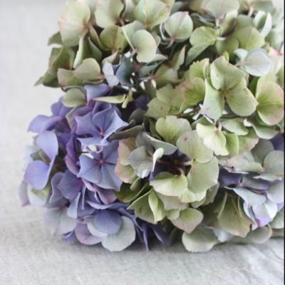 66hydrangea66 Profile Picture