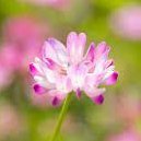 田中　実 (@ckluunrqqwyichl) 's Twitter Profile Photo