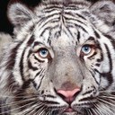 Michael Benassi - @benassim - Twitter