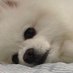 dyu (@zousamda2) Twitter profile photo dyu (@zousamda2) Twitter profile photo