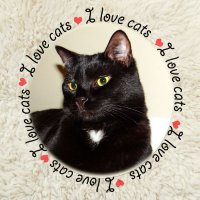 🐈Cat Fan Forever 🐈(@katfan4eva) 's Twitter Profile Photo