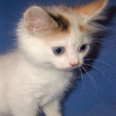 ch1um's profile picture. m2 fav girl is…#해린🫀😸