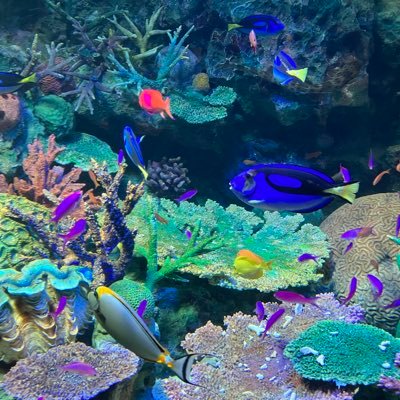 sakigake3194's profile picture. ドラゴンボールを読め。いますぐに