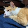 WTF5963's profile picture. 🐈が好きです。