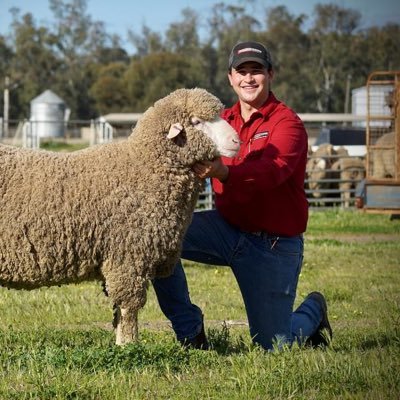 Passionate for all things Merino! Advocate for profitable genetics! Kept busy at Rubie livestock advancement & Lachlan Merinos 🐏🌱