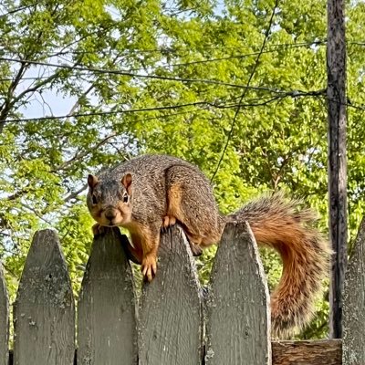 trashpandalogic Profile Picture