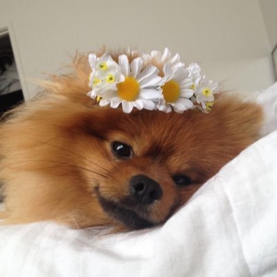 🐶🌸