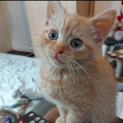 CallyMock's profile picture. Tree lover, poet, cat fanatic.