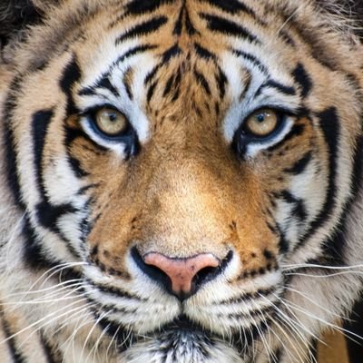 nel1611's profile picture. Canario, nacido《por accidente》en  Mvd, bolso, antiFA