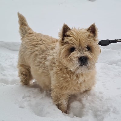 BoetTheDog's profile picture. 