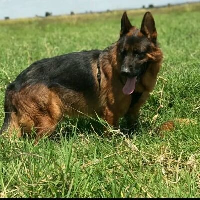 Professional German Shepherd lover and  breeder | Critical K-9 behavioural preacher | Advocate for proper relations with your pet | Animal Consultancy | Follow