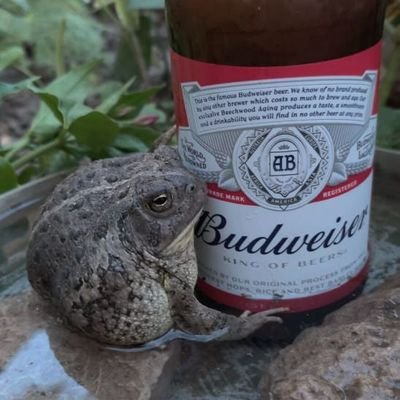 жабкаさんのプロフィール画像