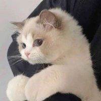 Aqsa (@aq__sa1) 's Twitter Profile