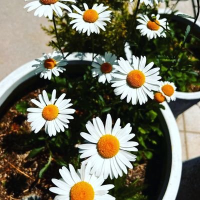 jamxxi_xcii's profile picture. 