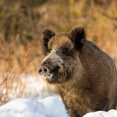 Portalegre 🏡 (Alabama, Inácio, Javali 🐗) : Reparei no que fazes com as laranjas se te trouxer uma vaca tiras-lhe o leite?