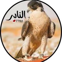 النادر(@77ttd) 's Twitter Profile Photo