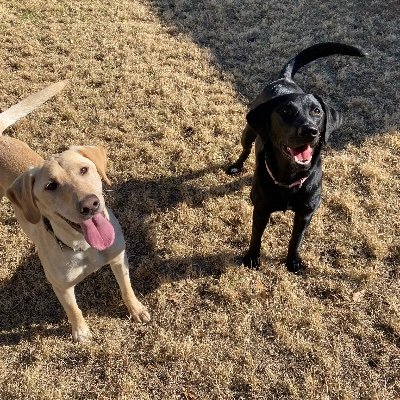 Two lucky labs who live by the sea!🦮🐾💕