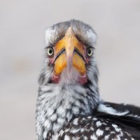 David Bogod (@bogoddavid) 's Twitter Profile