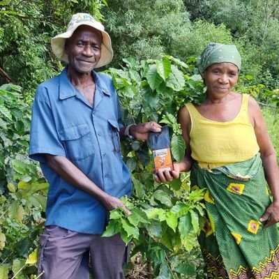 Café produzido em Agrofloresta no Parque de Chimanimani adaptando os camponeses locais aos efeitos das mudanças climáticas numa Iniciativa da empresa AGROTUR.