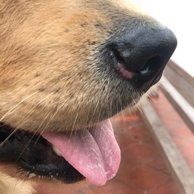 accu_pet's profile picture. Veterinarian Acupuncturist