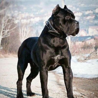 Pvallykiller69's profile picture. $$$@#$$$$$
Sagittarius