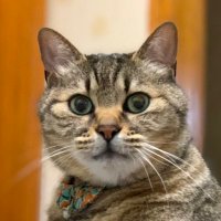 しばぴろ (@civa_z) 's Twitter Profile Photo