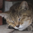 uga7031's profile image
