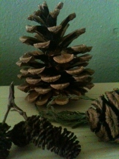 MapleLeafTrees's profile picture. We want to start friendly neighborhood dialogue about our trees--the trees in our yards, the trees lining our streets, and the trees our parks and greenbelts.