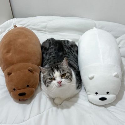 astyasa's profile picture. 🌹🍑🐶🐯💚