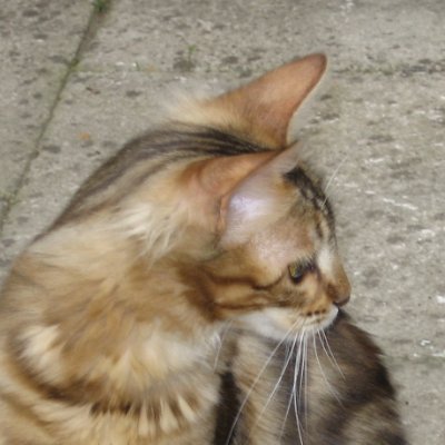 CuriousTabby's profile picture. 