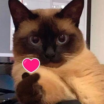 gigi_1701's profile picture. rawrr
