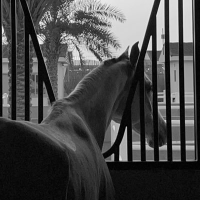 Horses are my passion.