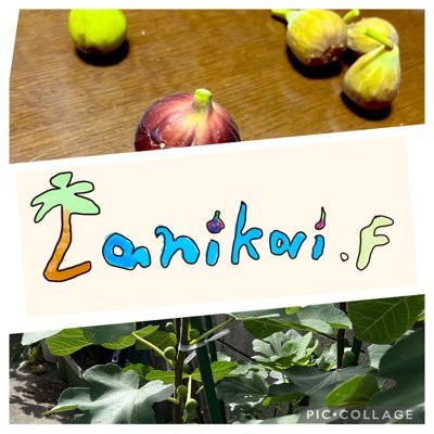Jy4A3zxGLo645J7's profile picture. 別でラニカイ不動産もやっております！こちらはイチジクの穂木と苗木の販売を行うラニカイファームです。 ヤフオクで苗木の出品をしています！ メジャーな品種や珍しい品種などの出品を予定しておりますので、お気軽にお問い合わせ頂けますと幸いです。 Twitterでは、お問い合わせ、イチジクの結実実績などを載せていく予定です。