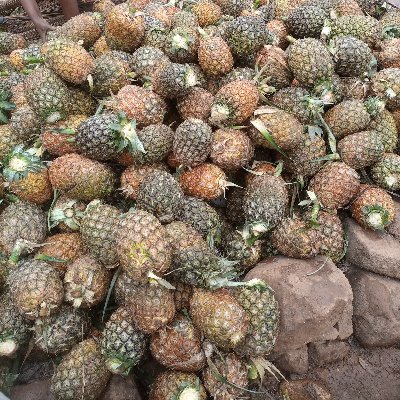 WaseEdwina's profile picture. I'm a wine maker