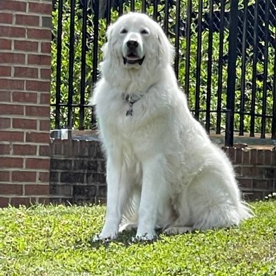 Rescue Pyr pups 🐶 …Despise trump the GQP and everything MAGA…#LGBTQ+ally🏳️‍🌈#BLM #Resister #VoteBlue #StrongerTogether 🌊💙…love my ponies🐴