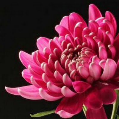 itsmagical22's profile picture. I am who I am