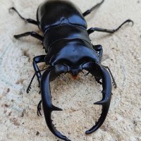 Asu24 (@asu2432) 's Twitter Profile Photo