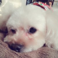 めろん (@merox2meron) Twitter profile photo