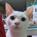 Strobanov (@strobanov) Twitter profile photo Strobanov (@strobanov) Twitter profile photo