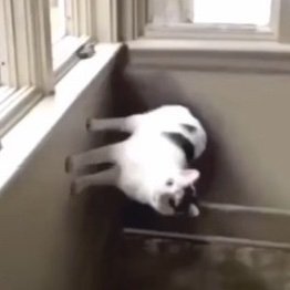 prismacloud1's profile picture. she/they 
intp 5(w4)93
i like cats and soup