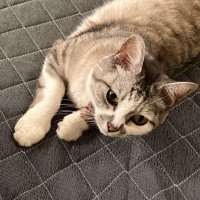 ジョナ氏@ねこ弟子 (@fluffy_nekoneko) Twitter profile photo