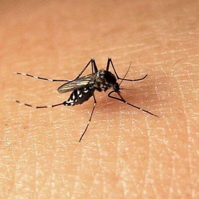 zindex15's profile picture. dd