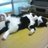 ともももんのTwitterプロフィール画像